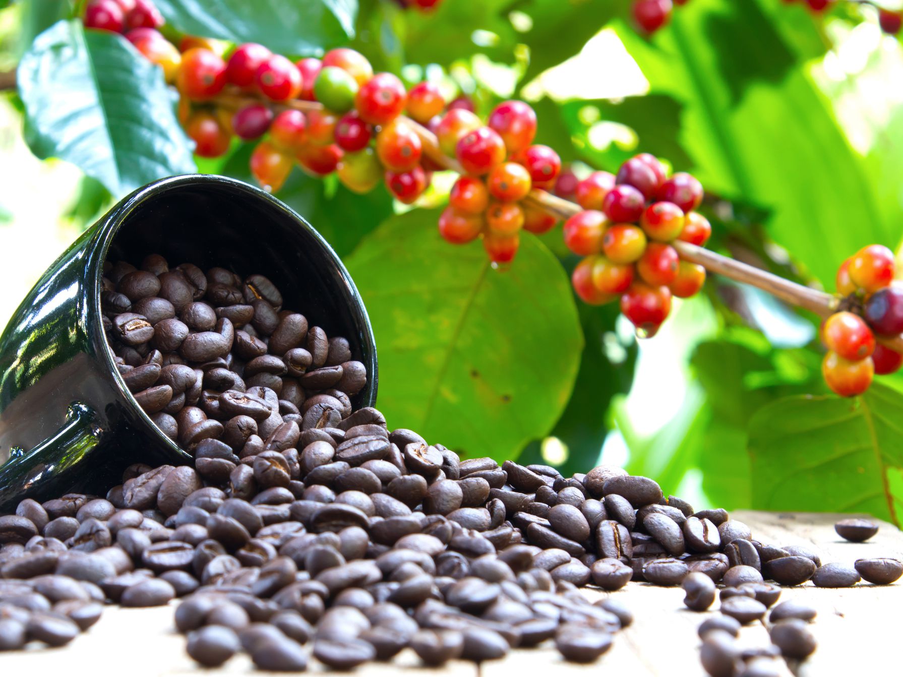 Coffee_Plant_01